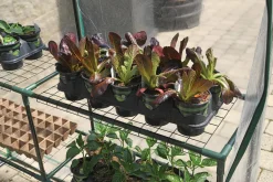 Miracle-Gro Patio Greenhouses|Portable Greenhouses-Mini Greenhouse