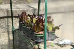 ShelterLogic Patio Greenhouses-Grow IT 5 x 2 x 6 ft Clear Small Greenhouse